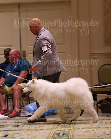 SCA2023_STUD DOG-5235