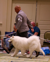 SCA2023_STUD DOG-5236