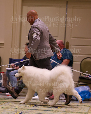 SCA2023_STUD DOG-5236