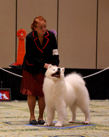 SCA2023_STUD DOG-5238