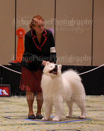 SCA2023_STUD DOG-5238