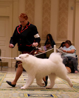 SCA2023_STUD DOG-5240