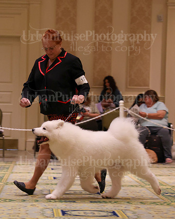 SCA2023_STUD DOG-5240