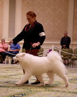 SCA2023_STUD DOG-5244