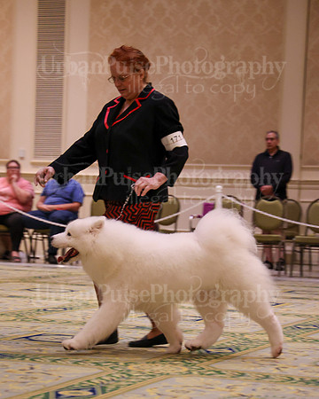 SCA2023_STUD DOG-5244