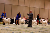 SCA2023_STUD DOG-5246