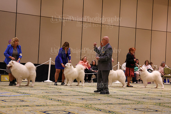 SCA2023_STUD DOG-5246