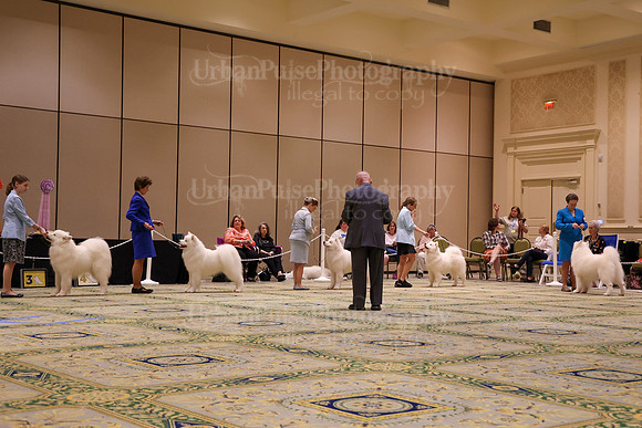 SCA2023_STUD DOG-5252