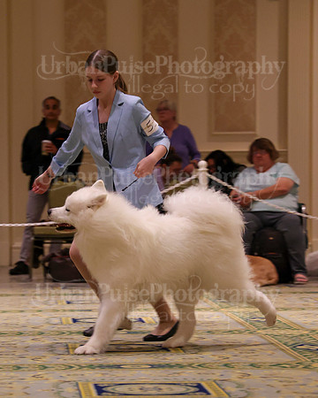 SCA2023_STUD DOG-5254