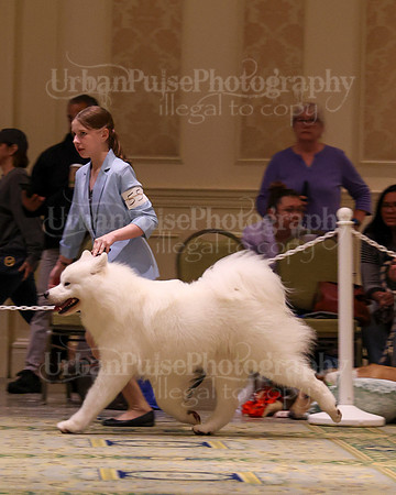 SCA2023_STUD DOG-5262