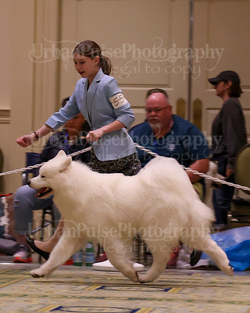 SCA2023_STUD DOG-5264