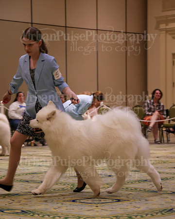 SCA2023_STUD DOG-5259