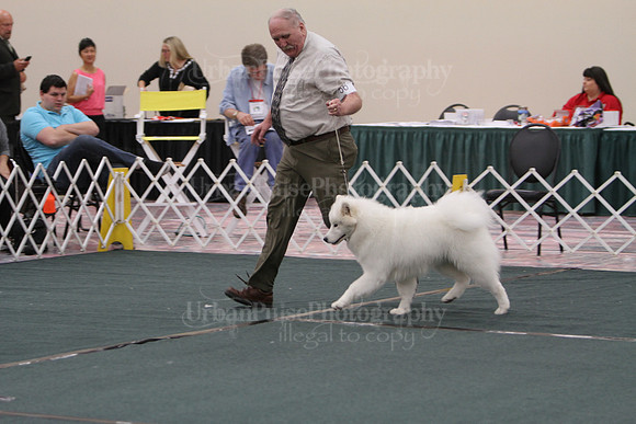 F9-12 Dog-7075