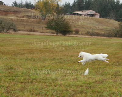 SCA2016_LURE COURSING-7805