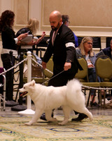 SCA2023_B AM BRED-8139
