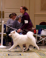 SCA2023_B AM BRED-8148