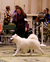 SCA2023_B AM BRED-8153