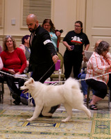 SCA2023_B AM BRED-8144