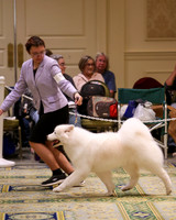 SCA2023_B AM BRED-8121