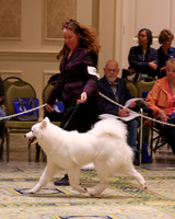 SCA2023_B AM BRED-8155
