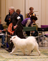 SCA2023_B AM BRED-8175