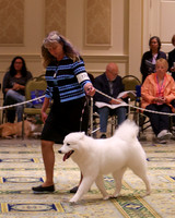 SCA2023_B AM BRED-8183