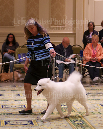 SCA2023_B AM BRED-8183