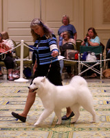 SCA2023_B AM BRED-8186