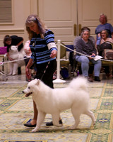 SCA2023_B AM BRED-8187