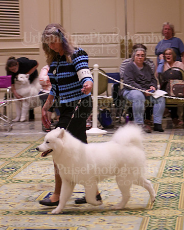 SCA2023_B AM BRED-8187