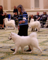 SCA2023_B AM BRED-8192