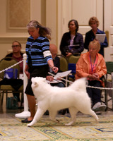 SCA2023_B AM BRED-8202