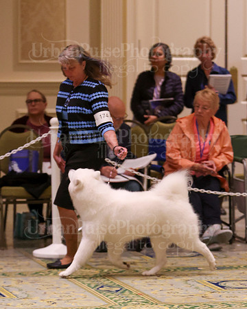 SCA2023_B AM BRED-8202