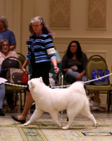 SCA2023_B AM BRED-8204
