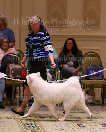 SCA2023_B AM BRED-8204