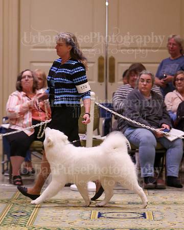 SCA2023_B AM BRED-8206