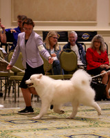 SCA2023_B AM BRED-8218
