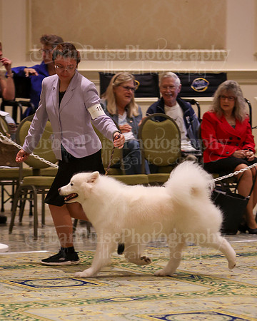 SCA2023_B AM BRED-8218