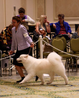 SCA2023_B AM BRED-8219
