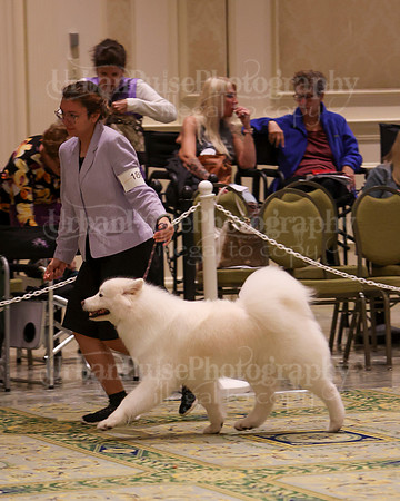 SCA2023_B AM BRED-8219
