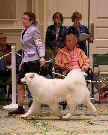 SCA2023_B AM BRED-8221