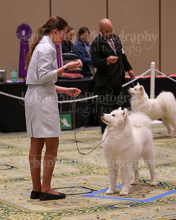 SCA2023_B AM BRED-8232
