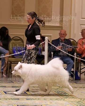 SCA2023_B AM BRED-8237
