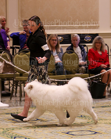 SCA2023_B AM BRED-8235