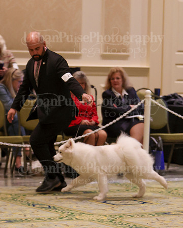 SCA2023_B AM BRED-8265