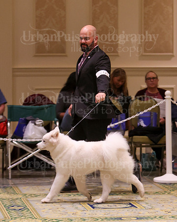 SCA2023_B AM BRED-8270