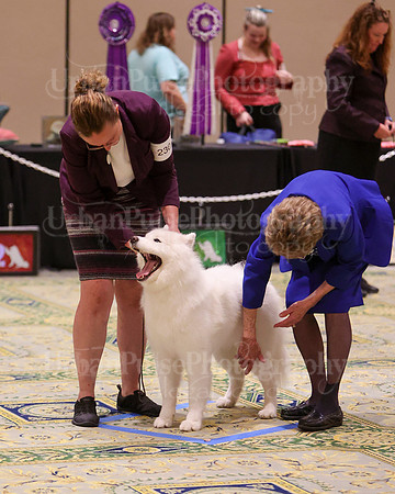 SCA2023_B AM BRED-8273