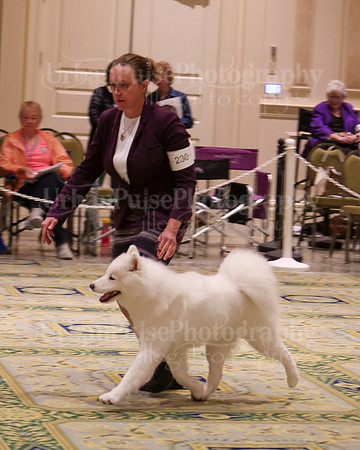 SCA2023_B AM BRED-8277