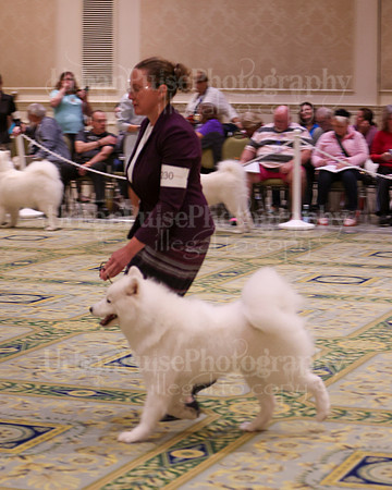 SCA2023_B AM BRED-8283