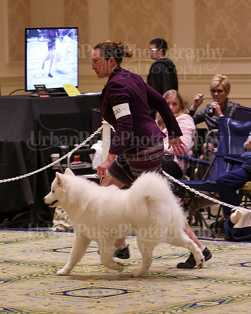 SCA2023_B AM BRED-8286